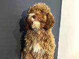 Ev Ortmında Sağlık Garantili Toy Poodle Kardeşler