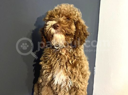 Ev Ortmında Sağlık Garantili Toy Poodle Kardeşler görsel