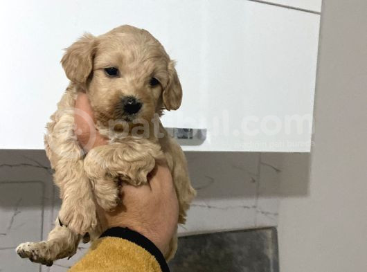 Bu Haftaya Özel Kampanyalı Maltipo Yavrular Açıklamayı Oku görsel