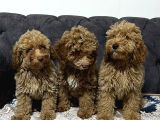 Ev ortmında sağlık garantili toy poodle kardeşler