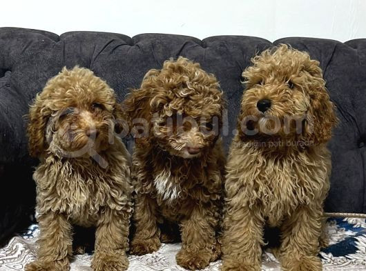 Ev Ortmında Sağlık Garantili Toy Poodle Kardeşler