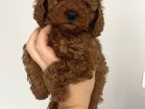 Mini Teacup Redbrown Toypoddle Bebeklerim