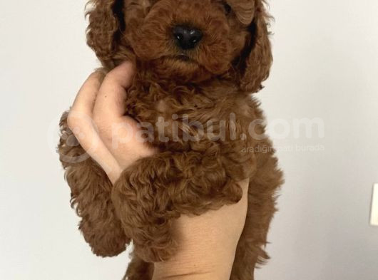 Mini Teacup Redbrown Toypoddle Bebeklerim görsel