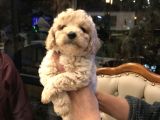 ÇOK  ÖZEL ORJİNAL TOY POODLE YAVRULARIMIZ