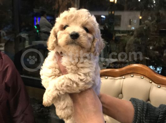 Çok  Özel Orji̇nal Toy Poodle Yavrularimiz
