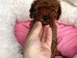 Mini teacup redbrown toypoddle bebeklerim