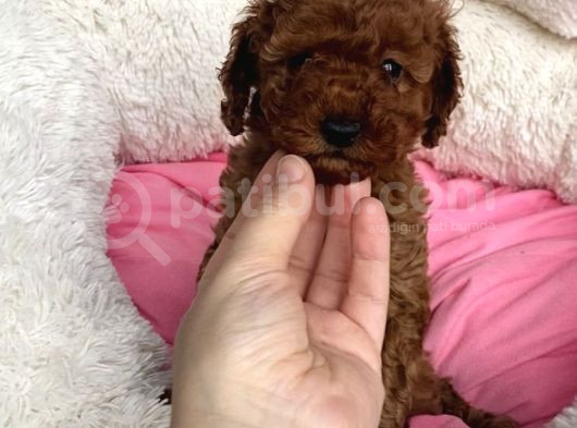 Mini Teacup Redbrown Toypoddle Bebeklerim