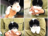 Ayı Surat Teddy Bear Sözleşme Garantili Safkan Pomeranian
