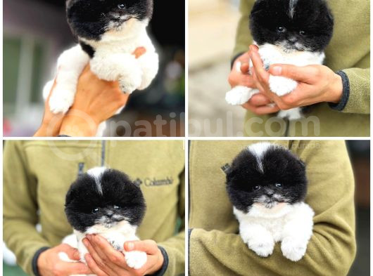 Ayı Surat Teddy Bear Sözleşme Garantili Safkan Pomeranian görsel