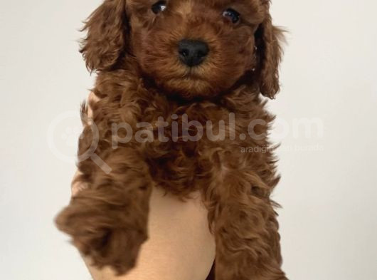 Mini Teacup Redbrown Toypoddle Bebeklerim görsel