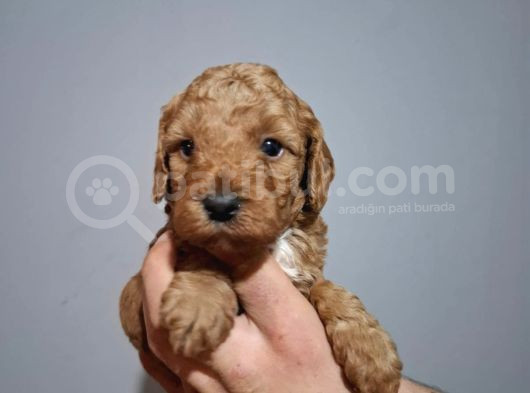 Çift Aşılı Testleri Yapılmış Poodle Yavrular görsel