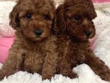 Mini Teacup Redbrown Toypoddle Bebeklerim