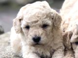 Çok  Özel Orji̇nal Toy Poodle Yavrularimiz