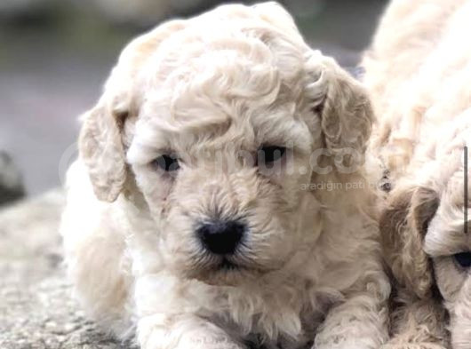 Çok  Özel Orji̇nal Toy Poodle Yavrularimiz görsel