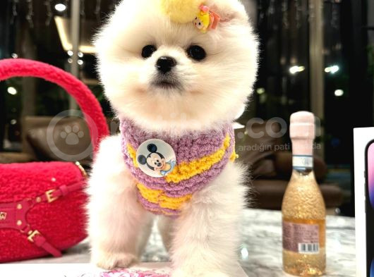 Üst Düzey Thailand Menşei Boo görsel