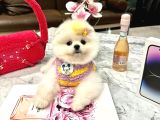 Üst Düzey Thailand Menşei Boo