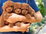 Toy Poodle Kore Micro Orjinal Safkan Garantili Gerçek