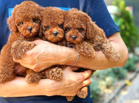 Toy Poodle Kore Micro Orjinal Safkan Garantili Gerçek görsel