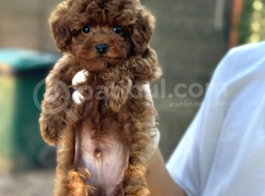 Toy Poodle Kore Micro Orjinal Safkan Garantili Gerçek görsel
