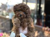 Toy poodle kore micro orjinal safkan garantili gerçek