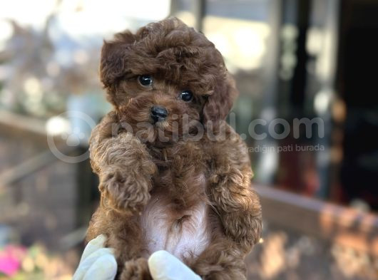 Toy Poodle Kore Micro Orjinal Safkan Garantili Gerçek
