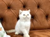 Safkan Güzelli̇k Abi̇desi̇ Egzoti̇k Shorthai̇r Yavrular