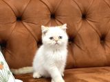 Safkan Güzelli̇k Abi̇desi̇ Egzoti̇k Shorthai̇r Yavrular