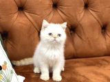 Safkan Güzelli̇k Abi̇desi̇ Egzoti̇k Shorthai̇r Yavrular