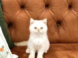 SAFKAN GÜZELLİK ABİDESİ EGZOTİK SHORTHAİR YAVRULAR