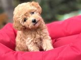 Di̇zayn Irk Malti̇poo Bebekleri̇mi̇z