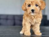Dişi Toy Poodle Yavrumuz