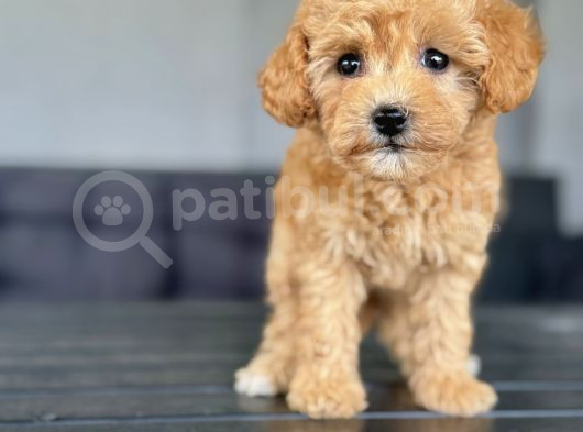 Dişi Toy Poodle Yavrumuz görsel