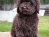 Chocolate Giant Dev Poodle Yavrular