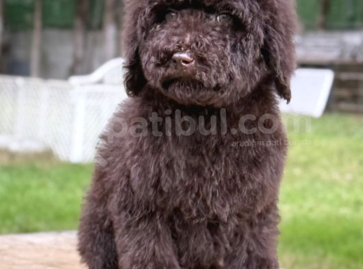 Chocolate Giant Dev Poodle Yavrular görsel