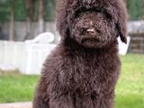 Chocolate Giant dev Poodle Yavrular