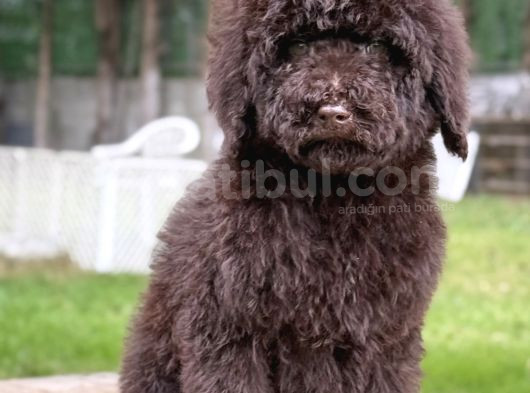 Chocolate Giant Dev Poodle Yavrular