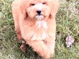 Apricot giant dev poodle yavrular