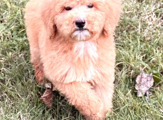 Apricot Giant Dev Poodle Yavrular