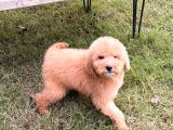 Apricot Giant Dev Poodle Yavrular