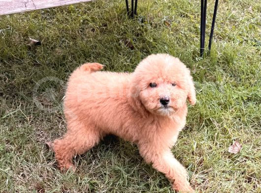 Apricot Giant Dev Poodle Yavrular görsel