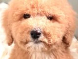 Apricot Giant Dev Poodle Yavrular