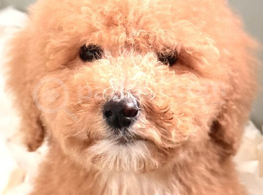 Apricot Giant Dev Poodle Yavrular görsel