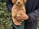 GERÇEK MALTİPOO Dizayn Irk Bebeğimiz