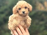 Di̇zayn Irk Malti̇poo Bebeği̇mi̇z Orji̇nal