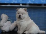 A kalite chow chow yavruları