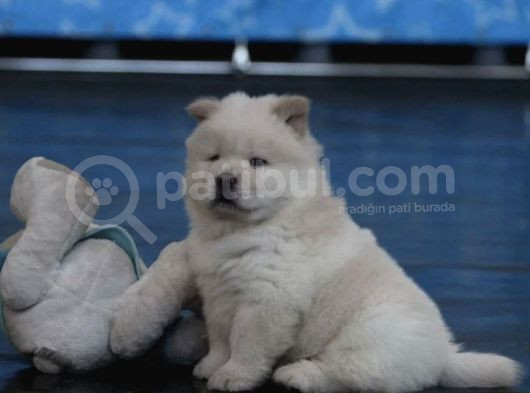 A Kalite Chow Chow Yavruları
