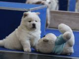A Kalite Chow Chow Yavruları