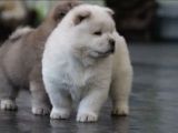 A Kalite Chow Chow Yavruları