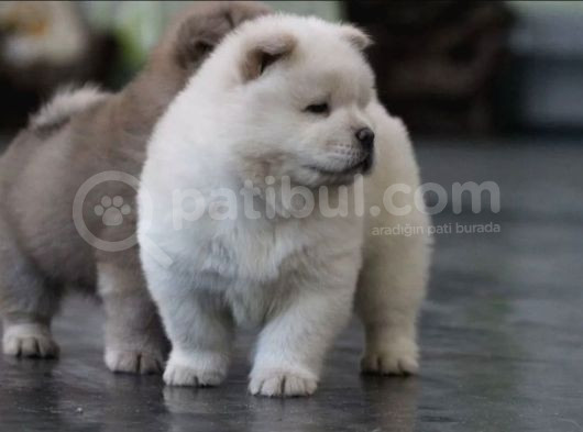 A Kalite Chow Chow Yavruları görsel