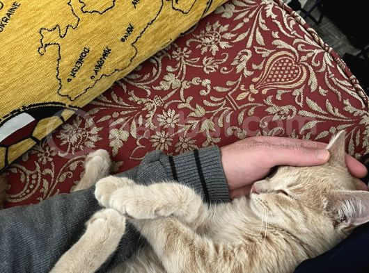 Insan Düşkünü Cookieye Yuva Arıyoruz görsel